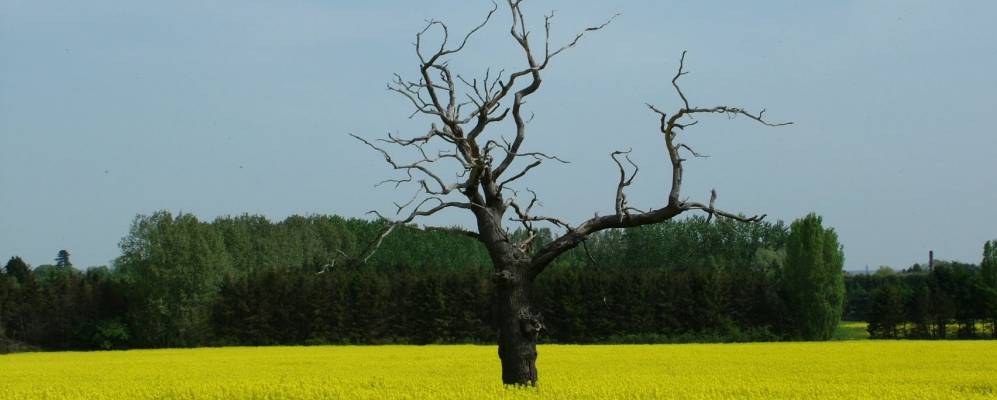 
            Фотография Уэйра