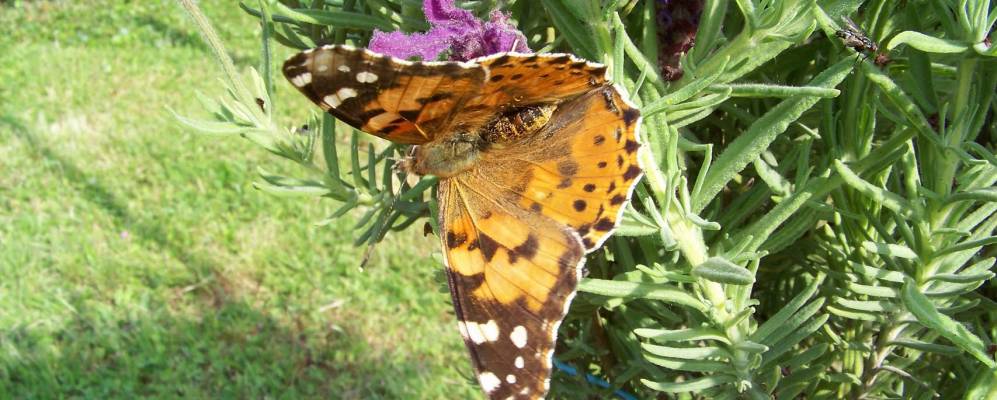 
            Фотография Сен-Дени-дё-Пиля