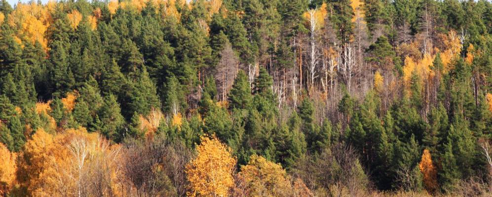 
            Фотография Кадыковки