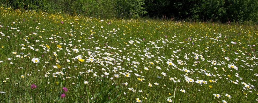 
            Фотография Hofstetten