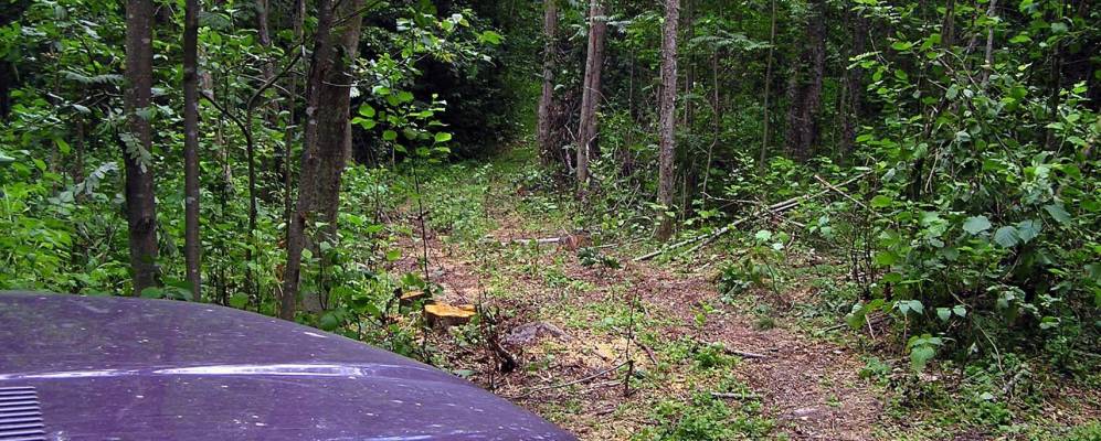 
            Фотография Струпливца