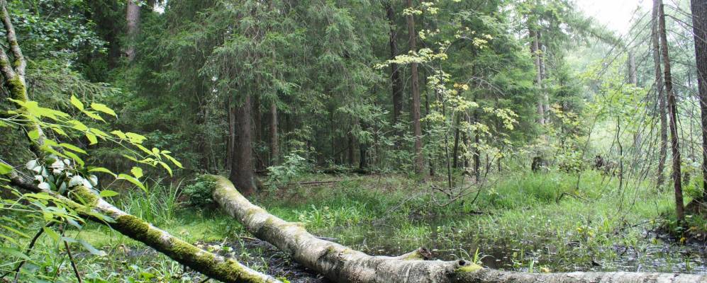 
            Фотография Копытцево