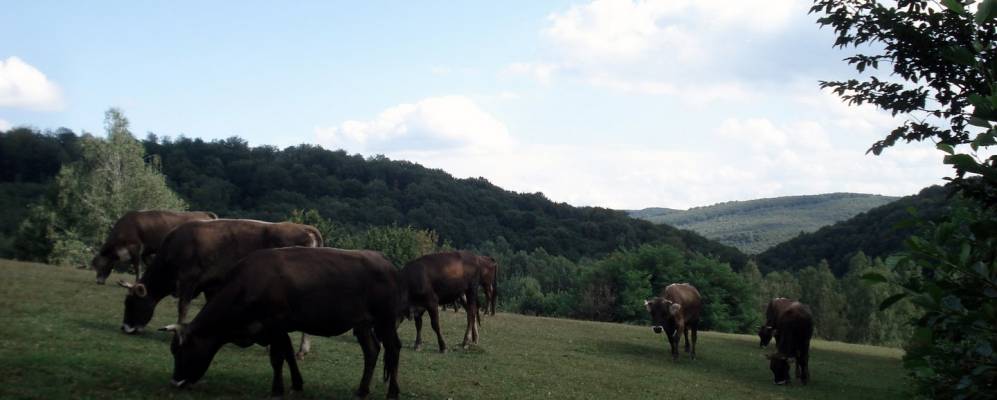 
            Фотография Крытого