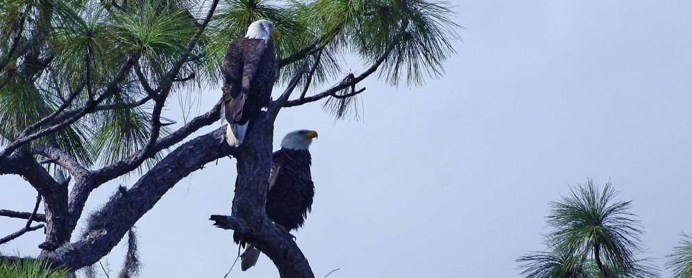 
            Фотография Алтамонте-Спрингс