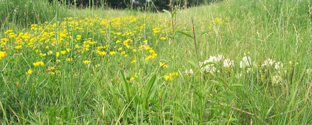 
            Фотография Медезано