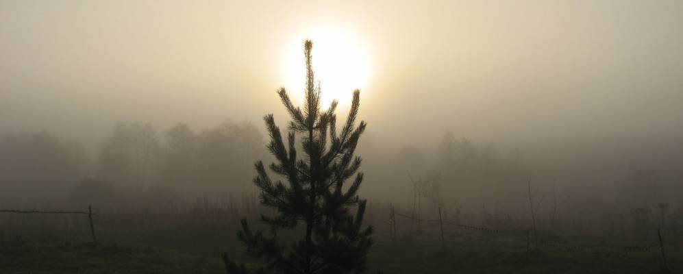 
            Фотография Мамоново