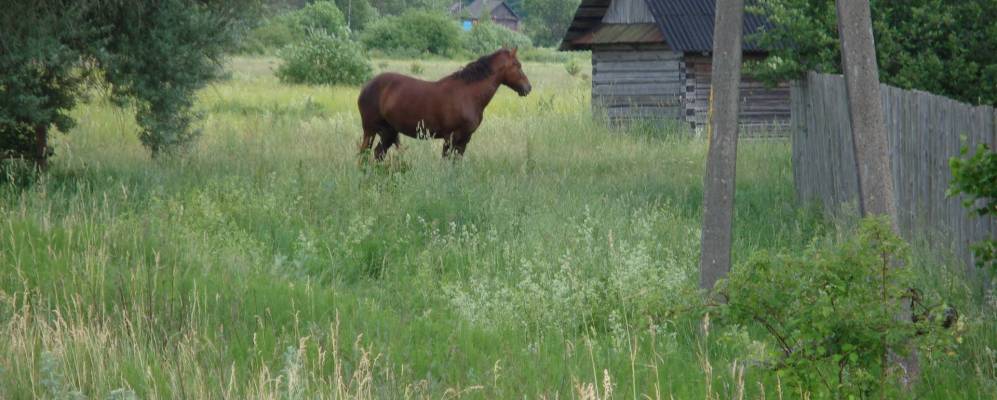 Фотография деревни Петровичи