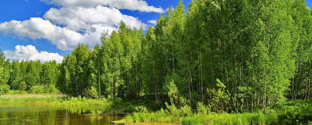 Фотография Кикиморки