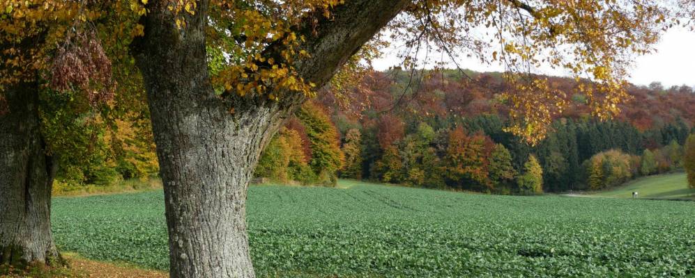
            Фотография Санкт-Иоганна
