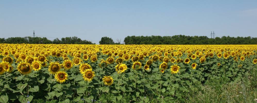
            Фотография Чаканихи