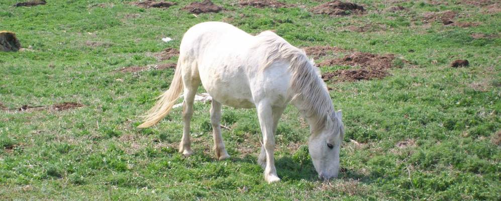 
            Фотография Тараса Шевченко