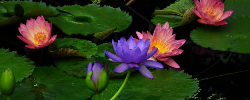 Фотография Брентфорд