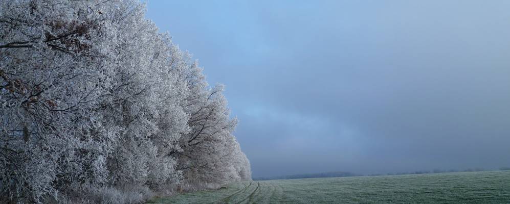 
            Фотография Полевых Локотцов