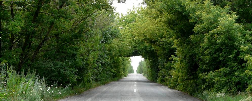 
            Фотография Червоный Яра