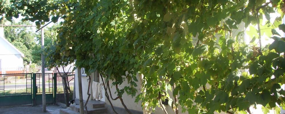 
            Фотография Нового Села