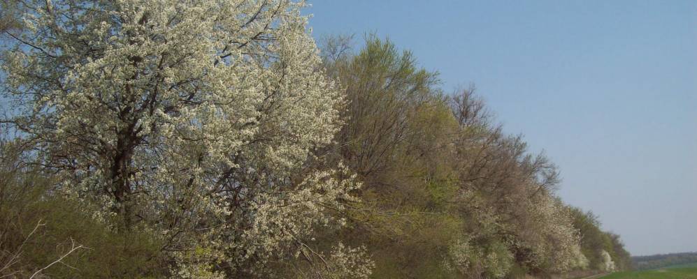 Фотография Ольшанки