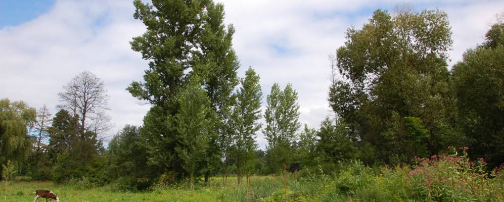 Фотография Соболевки