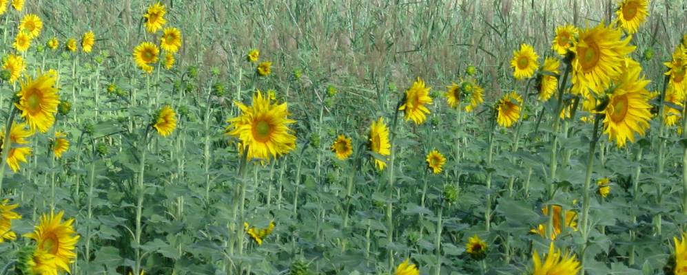 
            Фотография Альбалате-де-Сорита