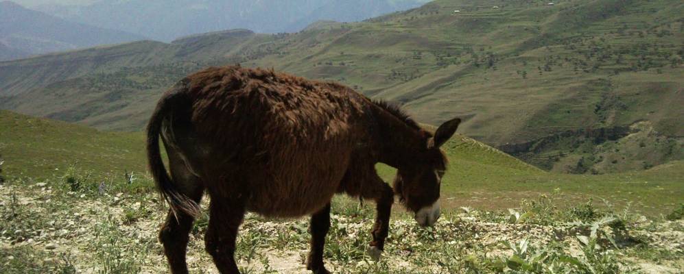 
            Фотография Тляраты