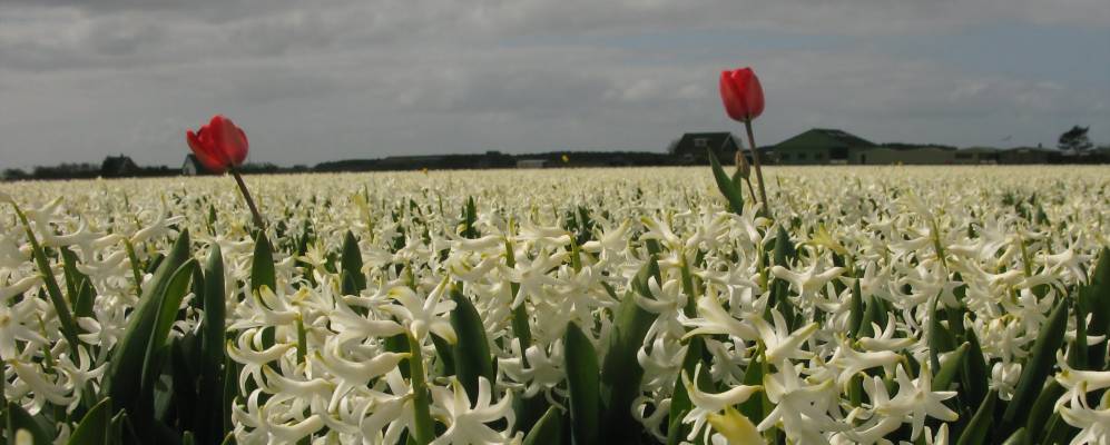 
            Фотография Синт Мартенсвлотбрюг