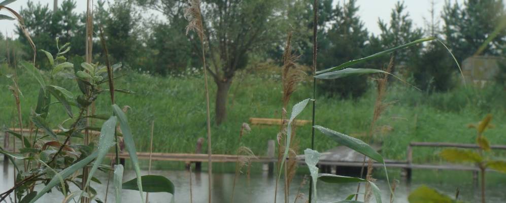 
            Фотография Дубины