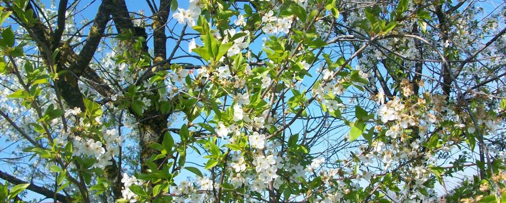 
            Фотография Григорьевской