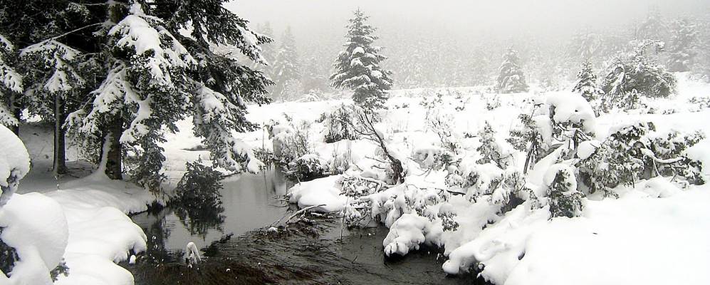 
            Фотография Петрулиона