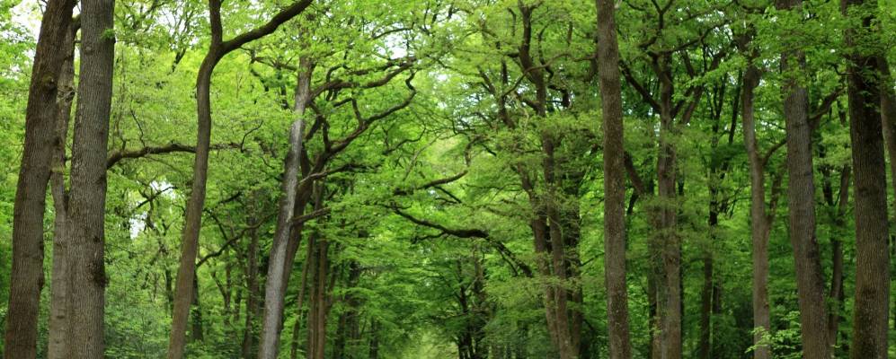 
            Фотография Фуилара