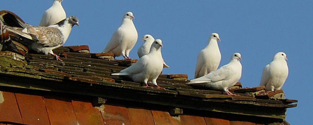 
            Фотография Данхилл