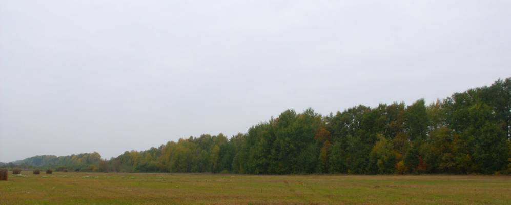 Фотография Песчанки