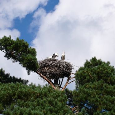 Нижнее Хоронево