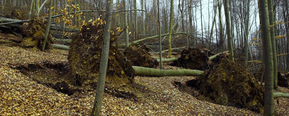 
            Фотография Деллигсена