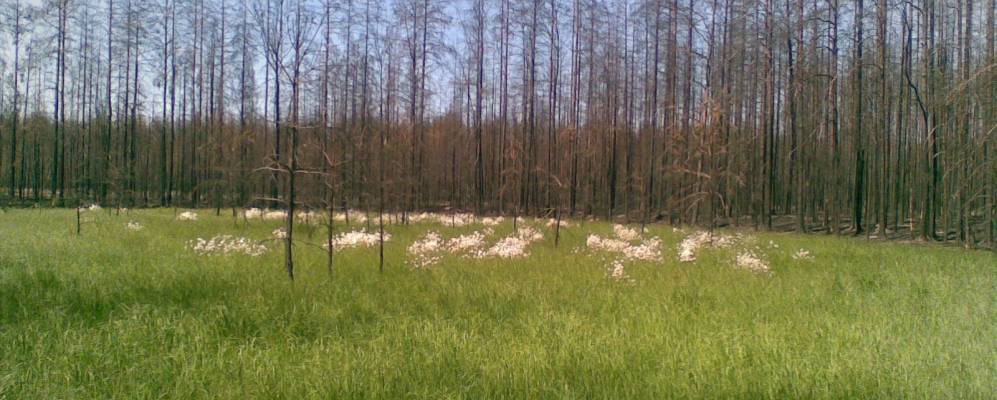 
            Фотография Красной Зари