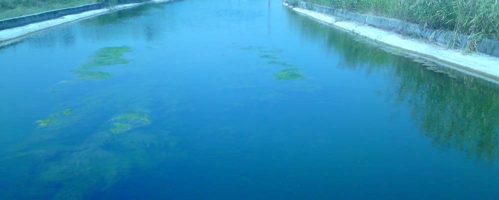 
            Фотография Адендрона