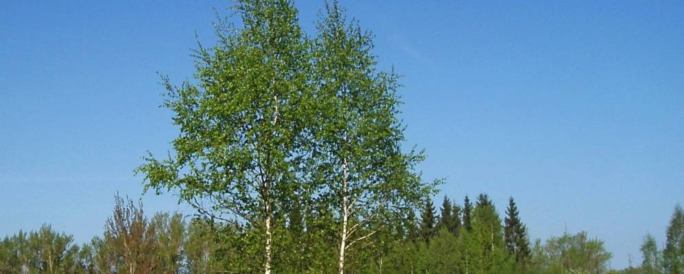 
            Фотография Воронино