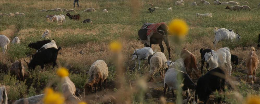 
            Фотография Идила