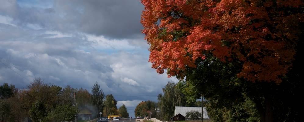 Фотография Осоки