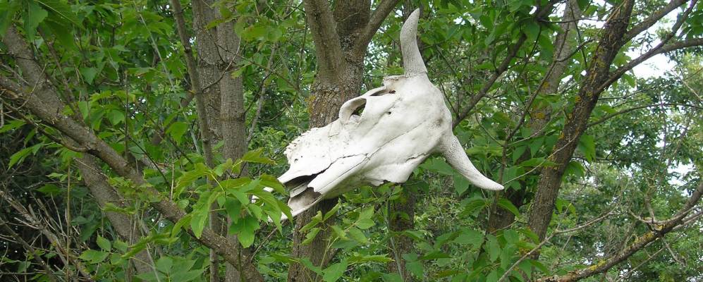 
            Фотография Зиброво