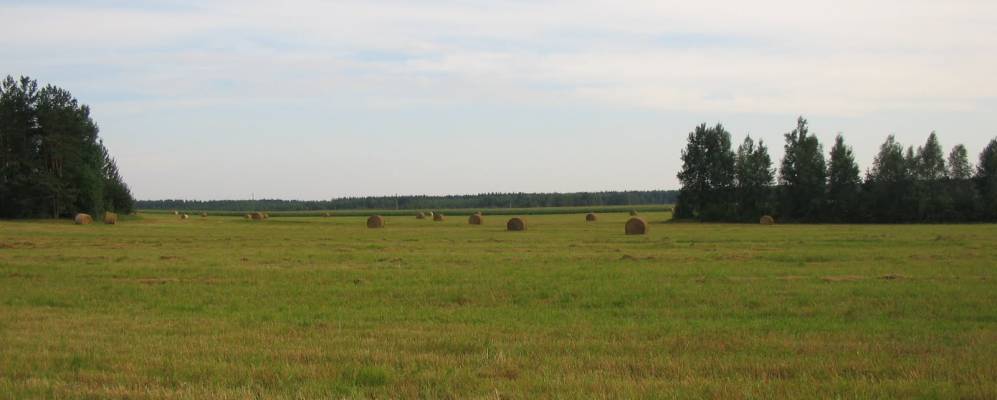 
            Фотография Дроздовщины