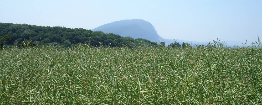 
            Фотография Пресинжа