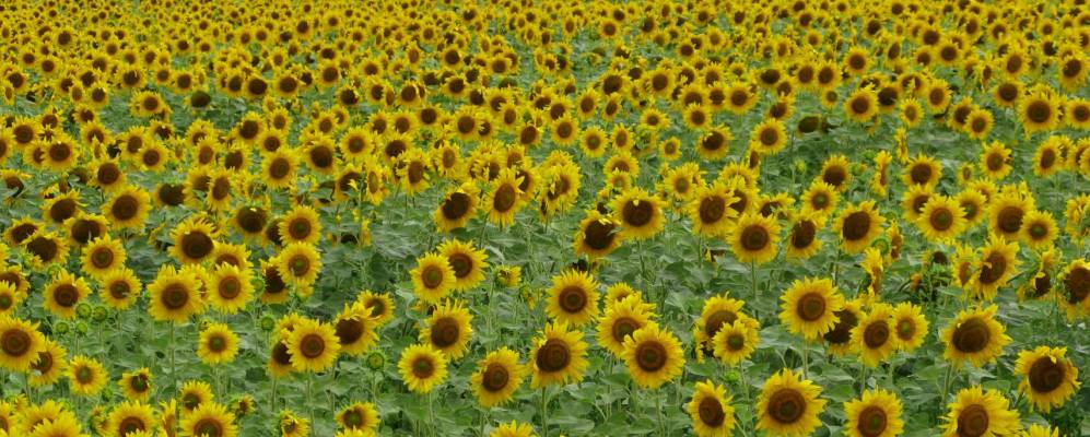 
            Фотография Карого