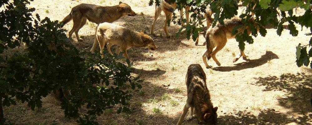 
            Фотография Сава