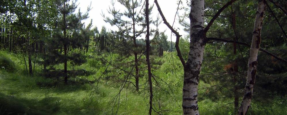 Фотография Пикинских Грив