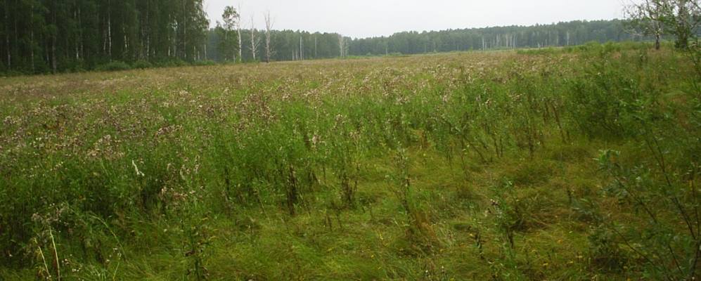 
            Фотография Яра