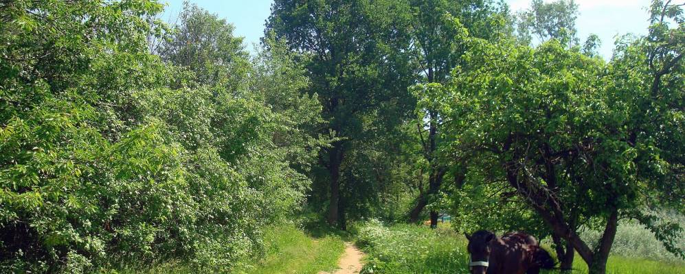 Фотография деревни Шестерни