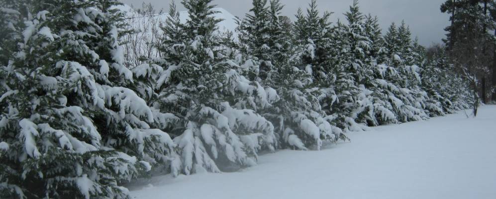 
            Фотография Риплей