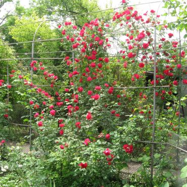 Незамаевская