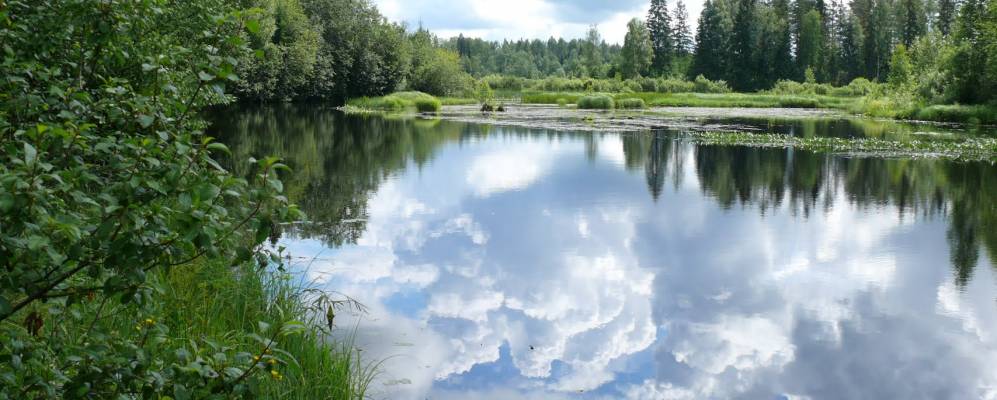 погода в сарке лен обл. деревня ширяиха каргопольский район. погода в сарке лен обл. к какому району относится сосновый бор в ленинградской области. климат гатчины.