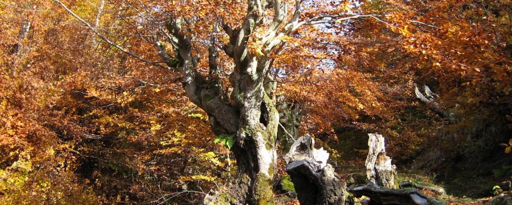 
            Фотография Дибровой