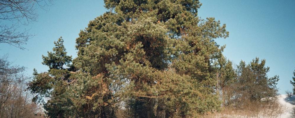 
            Фотография Чирвоного Клина